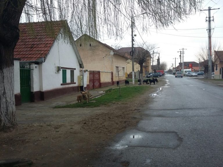 Dom’ Primar, hai la nuntă!