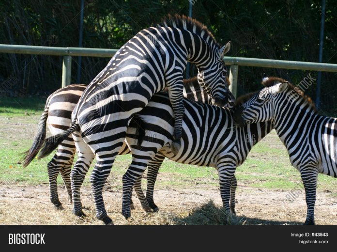zebre